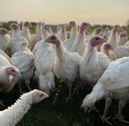 Turkey Bone Broth Instructions